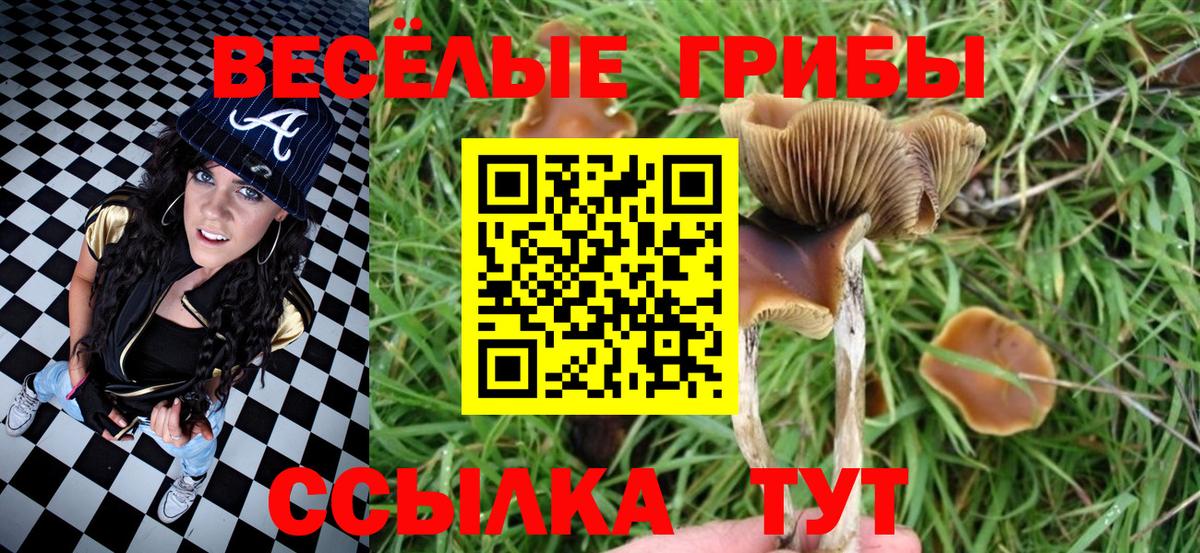 Вольск  Псилоцибиновые грибы Cubensis  Вход с VPN  Псилоцибиновые грибы Psilocybine cubensis 
